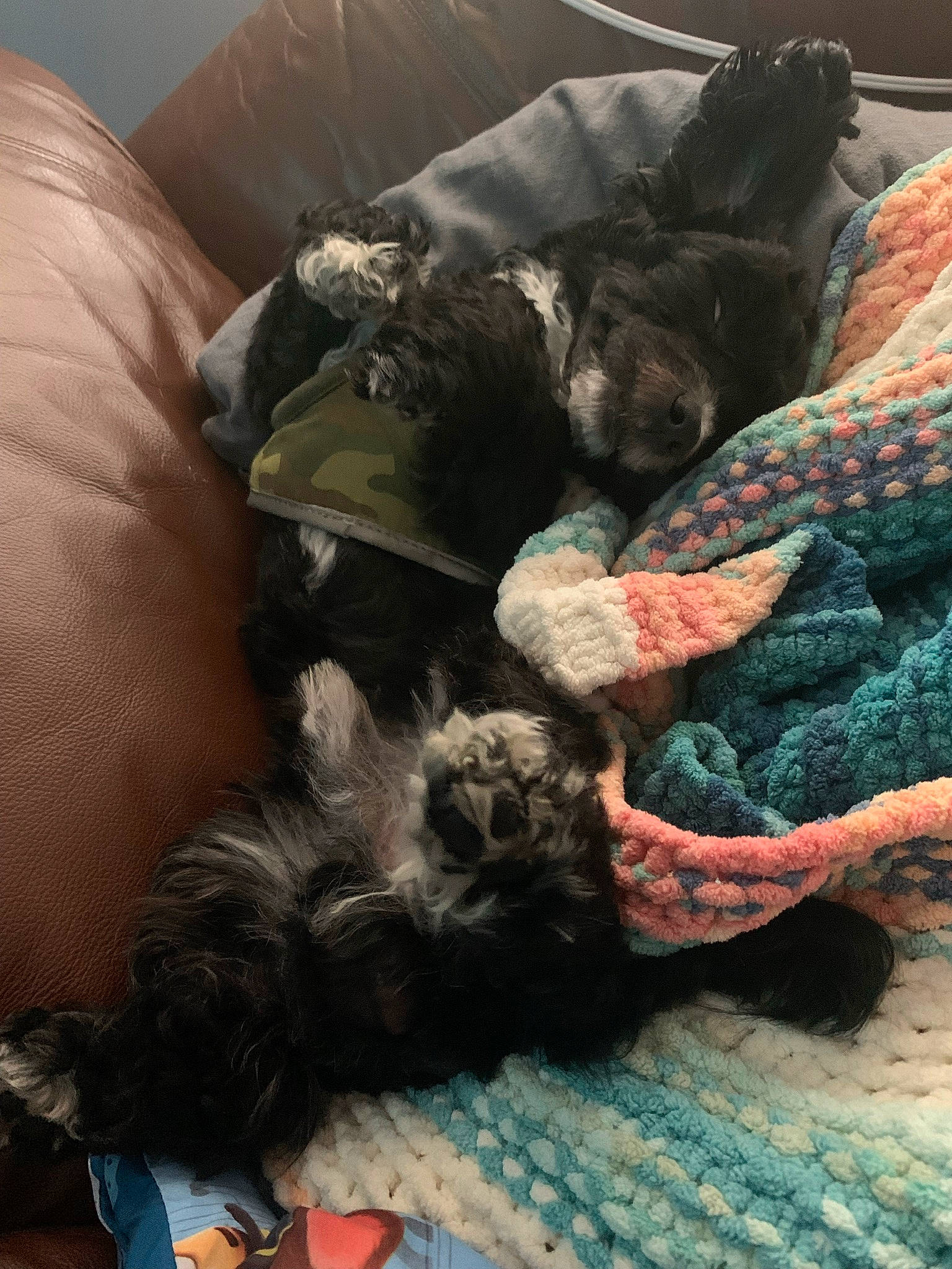 Oreo joined the competition — help win amazing prizes! canidae, carnivore, comfort, companion_dog, dog, dog_breed, dog_supply, fawn, felidae, fur, grey, linens, liver, mammal, nap, small_to_medium_sized_cats, sporting_group, tail, terrier, woolen