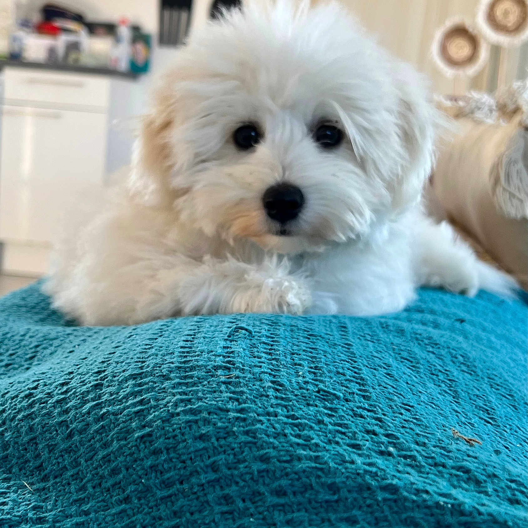 Talia participe au concours pour gagner de l'argent avec cette photo : puppy, dog, white, fluffy, cute, pet, indoor, blanket, teal, texture, closeup, animal, laying, fur, domestic, young, cozy, kitchen, background, resting