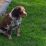 Aïna participe au concours pour gagner de l'argent avec cette photo : puppy, dog, grass, outdoor, pet, animal, brown, white, fur, sitting, greenery, pathway, nature, young, cute, canine, sunlight, side_view, small, adorable