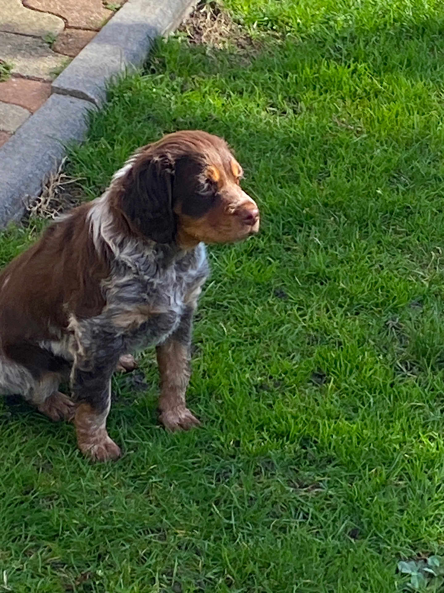 Aïna participe au concours pour gagner de l'argent avec cette photo : puppy, dog, grass, outdoor, pet, animal, brown, white, fur, sitting, greenery, pathway, nature, young, cute, canine, sunlight, side_view, small, adorable
