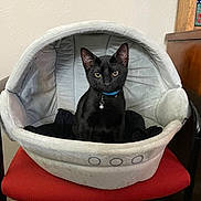 Adrian is registered to the contest to win money with this photo: black_cat, cat, pet_bed, red_chair, indoor, collar, feline, domestic_cat, pet, animal, cozy, furniture, wood_floor, looking_at_camera, domestic, household, cute, small_pet, resting_place, curious