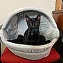 black_cat, cat, pet_bed, red_chair, indoor, collar, feline, domestic_cat, pet, animal, cozy, furniture, wood_floor, looking_at_camera, domestic, household, cute, small_pet, resting_place, curious