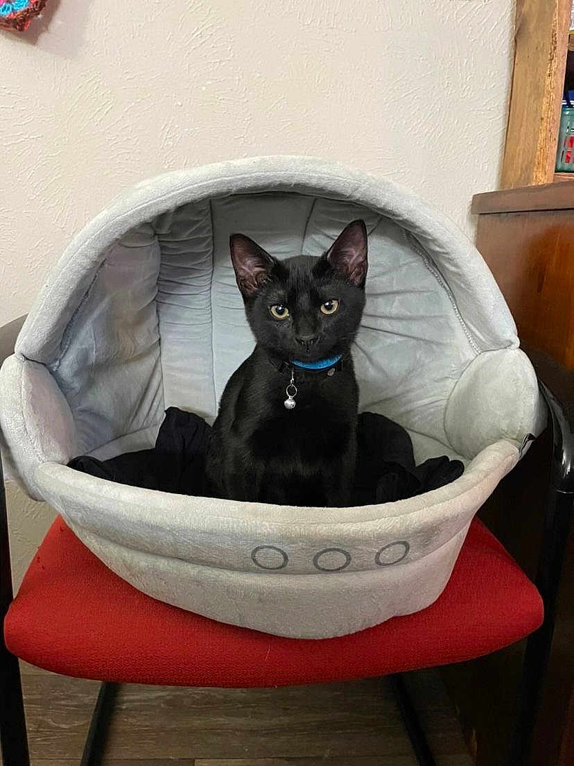 Adrian is registered to the contest to win money with this photo: black_cat, cat, pet_bed, red_chair, indoor, collar, feline, domestic_cat, pet, animal, cozy, furniture, wood_floor, looking_at_camera, domestic, household, cute, small_pet, resting_place, curious