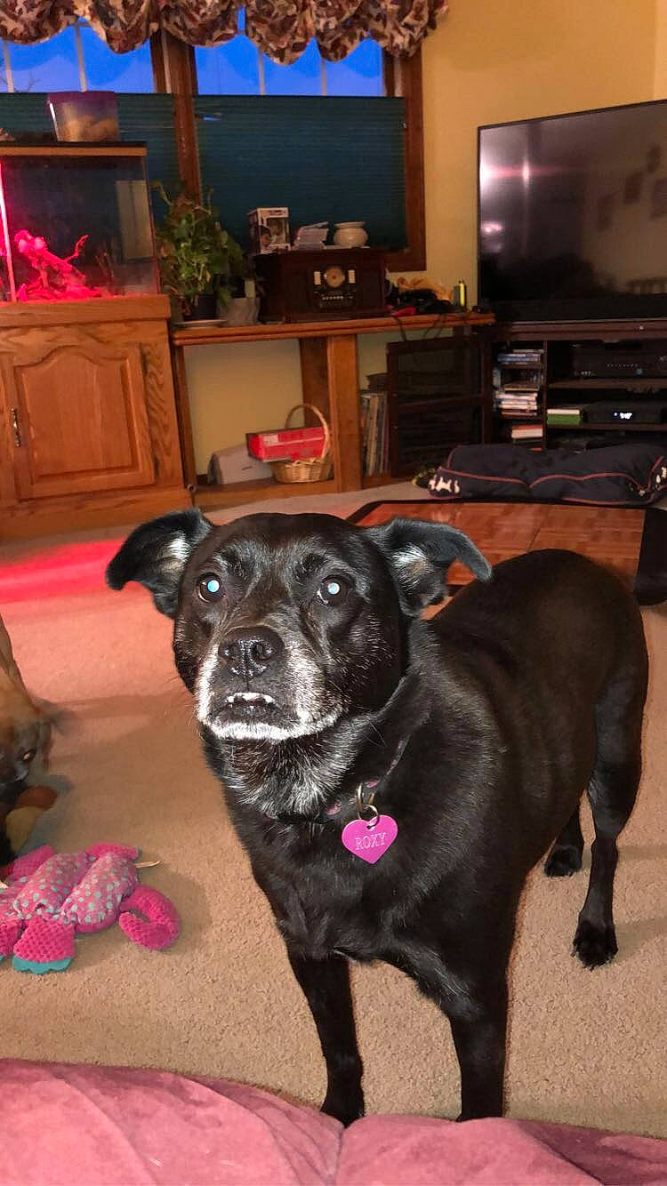 Roxy is registered to the contest to win money with this photo: beagador, borador, canidae, carnivore, dog, dog_breed, fawn, formosan_mountain_dog, labrador_retriever, mammal, patterdale_terrier, potcake_dog, rare_breed_dog, snout, sporting_group