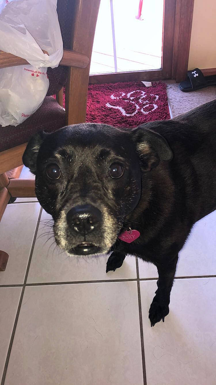 Roxy is registered to the contest to win money with this photo: alaunt, american_pit_bull_terrier, american_staffordshire_terrier, bandog, cane_corso, canidae, carnivore, dog, dog_breed, fawn, guard_dog, labrador_retriever, non_sporting_group, nose, patterdale_terrier, pit_bull, snout, sporting_group, staffordshire_bull_terrier