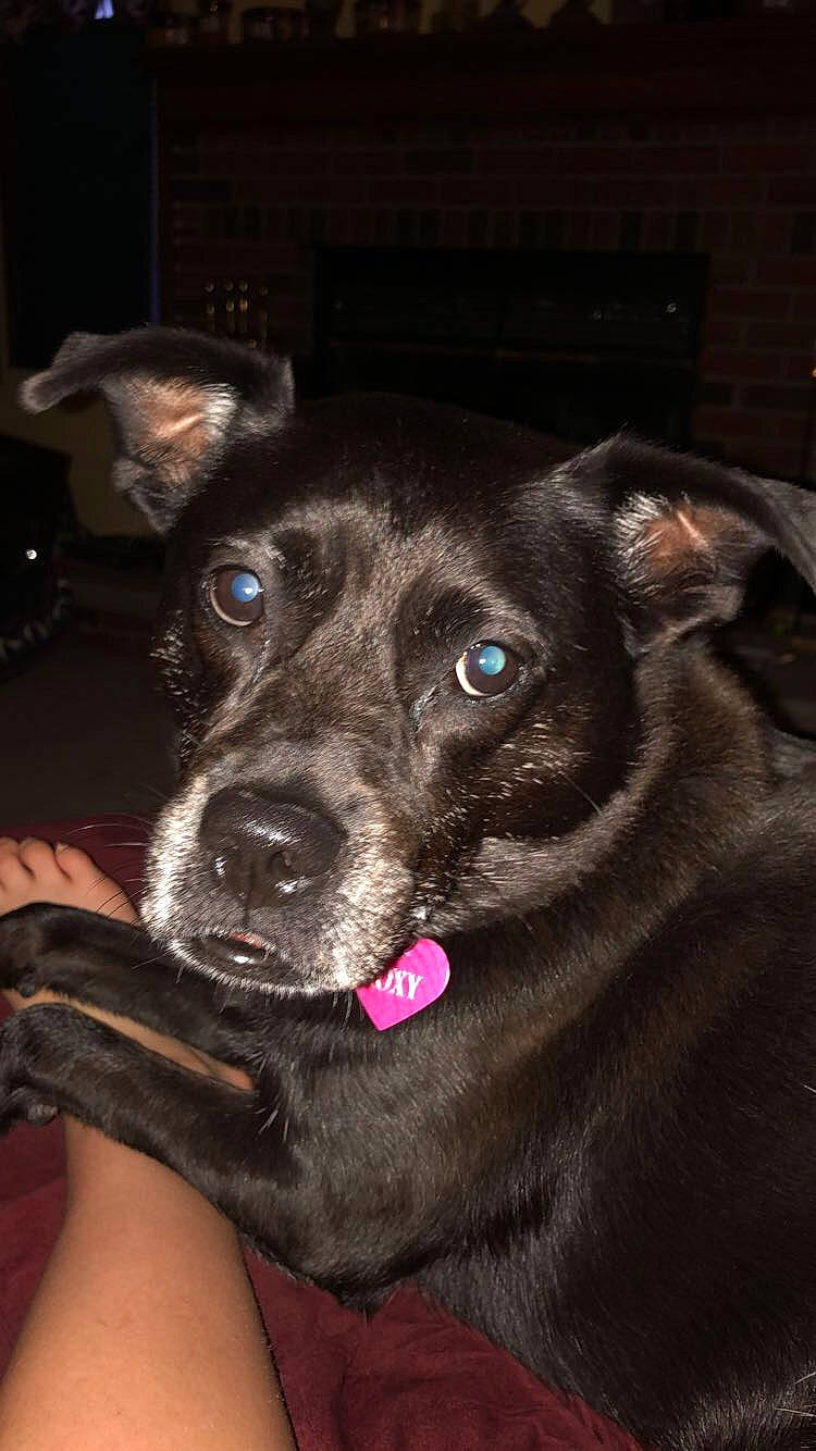 Roxy is registered to the contest to win money with this photo: beagador, borador, canidae, carnivore, dog, dog_breed, ear, fawn, feist, formosan_mountain_dog, labrador_retriever, mammal, nose, patterdale_terrier, potcake_dog, snout, sporting_group, whiskers