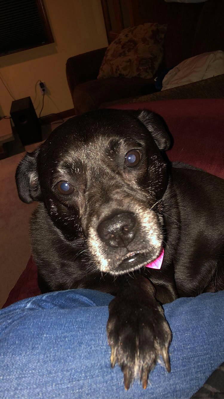 Roxy joined the competition — help win amazing prizes! american_pit_bull_terrier, beagador, canidae, carnivore, dog, dog_breed, ear, fawn, mammal, non_sporting_group, nose, patterdale_terrier, puppy, rare_breed_dog, snout, sporting_group, staffordshire_bull_terrier, whiskers