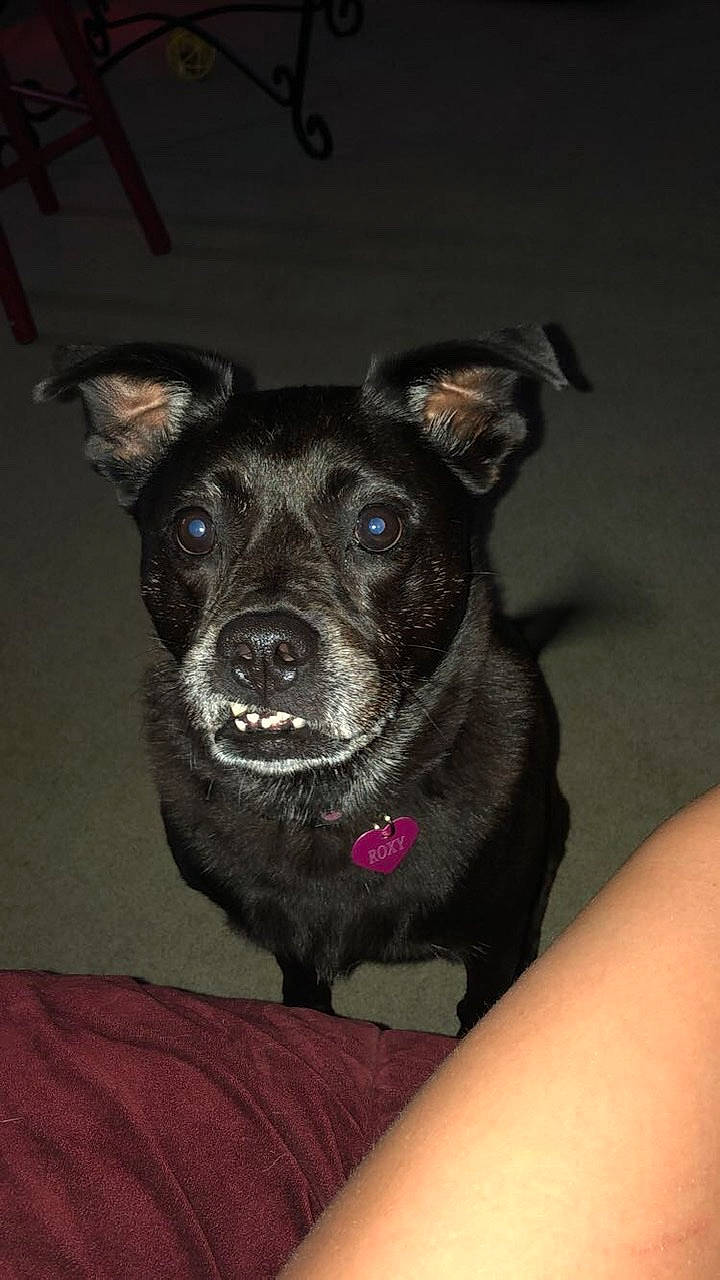 Roxy is registered to the contest to win money with this photo: canidae, carnivore, dog, dog_breed, mammal, patterdale_terrier, puppy, rare_breed_dog, snout, sporting_group