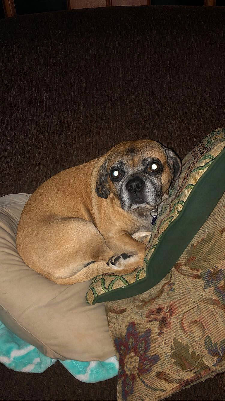 Ivy joined the competition — help win amazing prizes! black_mouth_cur, boerboel, bullmastiff, canidae, carnivore, companion_dog, dog, dog_breed, english_mastiff, fawn, fila_brasileiro, mammal, perro_de_presa_mallorquin, pug, puggle, puppy, snout, vertebrate