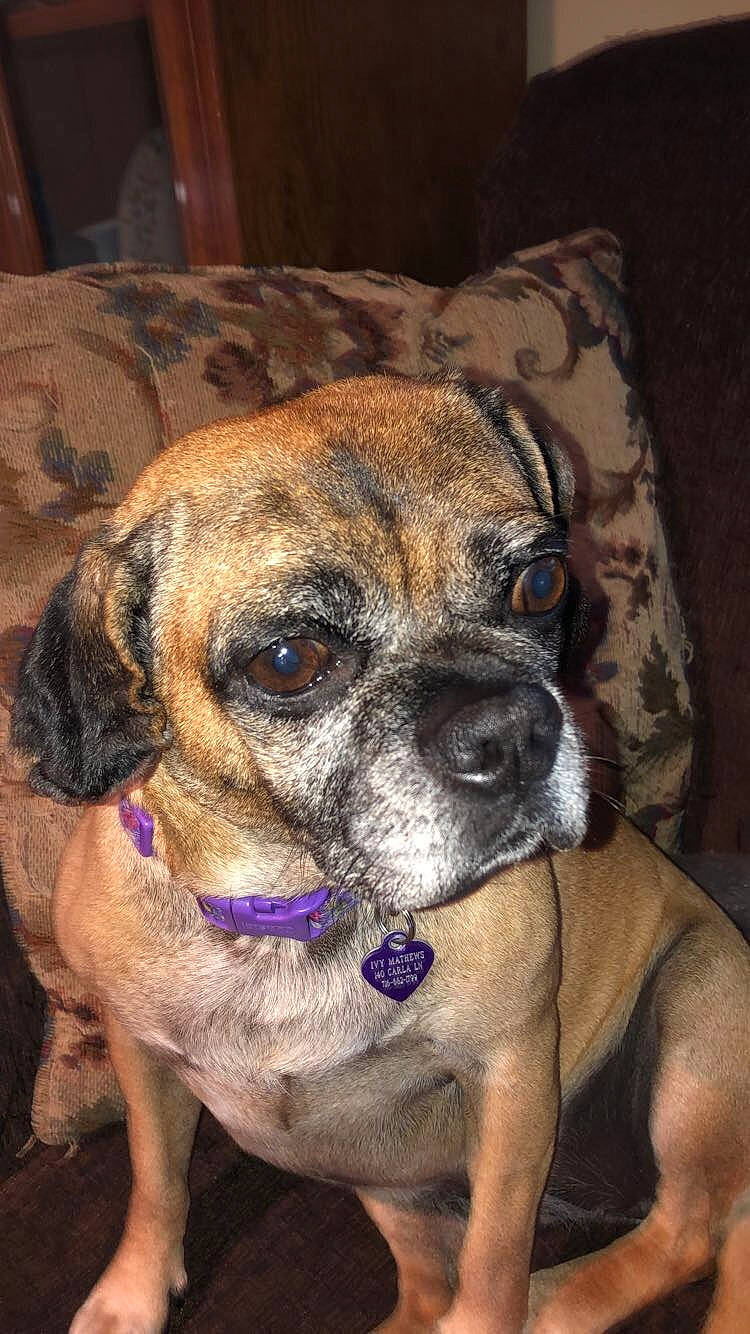 Ivy is registered to the contest to win money with this photo: boxer, canidae, carlin_pinscher, carnivore, companion_dog, dog, dog_breed, fawn, mammal, perro_de_presa_mallorquin, pug, puggle, puppy, rare_breed_dog, snout, vertebrate, whiskers