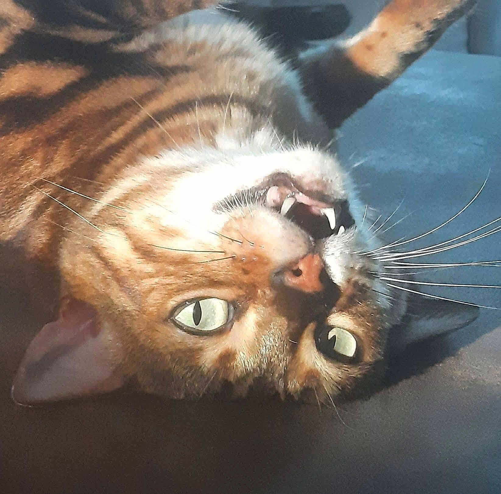 Saphire a rejoint le concours — aidez-le/la à gagner de superbes lots ! cat, close_up, lying_down, teeth, whiskers, green_eyes, fur, pet, animal, indoor, relaxed, curious, mammal, face, portrait, tabby, feline, cute, soft_light, resting