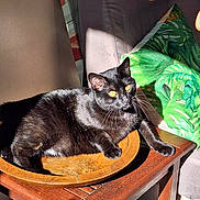 Zorro a rejoint le concours — aidez-le/la à gagner de superbes lots ! black_cat, cat, wooden_bowl, wooden_table, yellow_eyes, sunlight, shadow, green_pillow, leaf_pattern, couch, hand, indoor, pet, relaxed, feline, whiskers, fur, domestic_animal, cozy, home