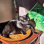 black_cat, cat, wooden_bowl, wooden_table, yellow_eyes, sunlight, shadow, green_pillow, leaf_pattern, couch, hand, indoor, pet, relaxed, feline, whiskers, fur, domestic_animal, cozy, home