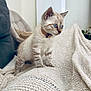 blanket, blue_eyes, cat, collar, comfortable, couch, cozy, curious, cushion, cute, feline, fur, indoor, kitten, knitted, living_room, pet, small, soft, young