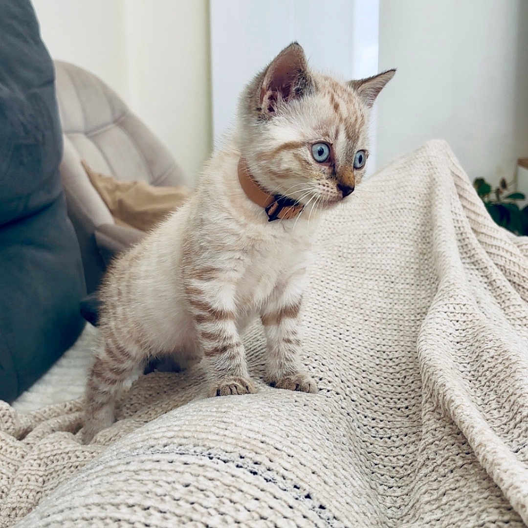 Harry participe au concours pour gagner de l'argent avec cette photo : blanket, blue_eyes, cat, collar, comfortable, couch, cozy, curious, cushion, cute, feline, fur, indoor, kitten, knitted, living_room, pet, small, soft, young