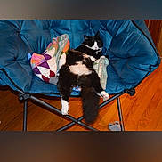 Maxi joined the competition — help win amazing prizes! cat, black_and_white, chair, cushion, quilt, indoor, wooden_floor, relaxed, sleeping, pet, furniture, cozy, fluffy, domestic_animal, animal, resting, comfort, home, mammal, cute