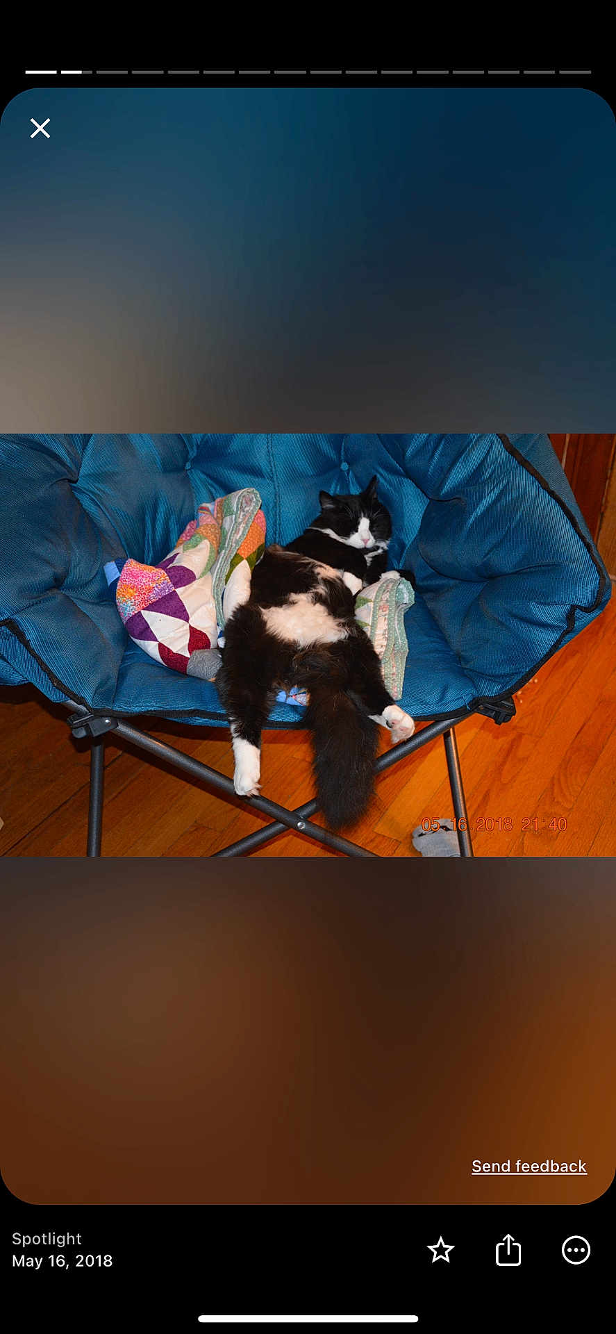 Maxi joined the competition — help win amazing prizes! cat, black_and_white, chair, cushion, quilt, indoor, wooden_floor, relaxed, sleeping, pet, furniture, cozy, fluffy, domestic_animal, animal, resting, comfort, home, mammal, cute