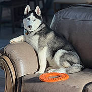 Maximillian joined the competition — help win amazing prizes! dog, siberian_husky, pet, animal, blue_eyes, leather_couch, indoor, toy, orange_toy, fur, canine, relaxed, laying, portrait, household, companion, domestic, bright_light, shadow, furniture