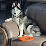 dog, siberian_husky, pet, animal, blue_eyes, leather_couch, indoor, toy, orange_toy, fur, canine, relaxed, laying, portrait, household, companion, domestic, bright_light, shadow, furniture