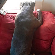Griffin joined the competition — help win amazing prizes! animal, back_view, canine, couch, curtain, daylight, dog, domestic, fur, furniture, home, indoor, large_dog, looking_out, pet, quiet, red_couch, relaxing, resting, window