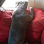 animal, back_view, canine, couch, curtain, daylight, dog, domestic, fur, furniture, home, indoor, large_dog, looking_out, pet, quiet, red_couch, relaxing, resting, window