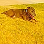 Griffin is registered to the contest to win money with this photo: animal, brown_fur, canine, collar, daytime, dog, grass, happy, leisure, mammal, nature, outdoor, panting, park, pet, resting, sidewalk, summer, sunlight, tongue_out