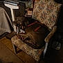 armchair, brown_dog, canine, carpet, comfort, cozy, dim_light, dog, floral_pattern, furniture, harness, household_items, indoor, pet, relaxed, resting, room, seated, storage, vintage_furniture