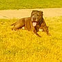 Griffin joined the competition — help win amazing prizes! animal, brown_dog, canine, collar, daytime, dog, grass, lawn, muzzle, nature, outdoor, panting, park, pet, relaxed, resting, sidewalk, summer, sunlight, tongue_out