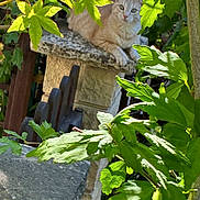 Filou participe au concours pour gagner de l'argent avec cette photo : cat, ginger_cat, fluffy, feline, animal, pet, outdoor, garden, leaves, foliage, greenery, stone, ledge, wall, sunlight, portrait, alert, sitting, nature, whiskers