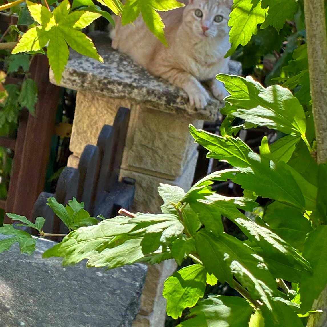 Filou participe au concours pour gagner de l'argent avec cette photo : cat, ginger_cat, fluffy, feline, animal, pet, outdoor, garden, leaves, foliage, greenery, stone, ledge, wall, sunlight, portrait, alert, sitting, nature, whiskers
