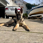 Duke is registered to the contest to win money with this photo: animal, blurred_background, boat, car, daytime, dog, driveway, ears_up, german_shepherd, guard_dog, house, laying_down, outdoor, pet, puppy, relaxed, shadow, suburban, sunlight, young_dog