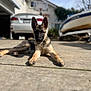 animal, blurred_background, boat, car, daytime, dog, driveway, ears_up, german_shepherd, guard_dog, house, laying_down, outdoor, pet, puppy, relaxed, shadow, suburban, sunlight, young_dog