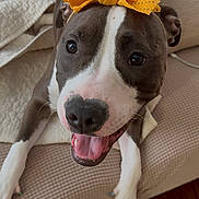 June is registered to the contest to win money with this photo: dog, bow, orange_bow, happy, smiling, pet, canine, indoor, couch, beige_couch, fur, tongue, white_paws, brown_and_white_fur, closeup, animal, cute, domestic_animal, companion, relaxed