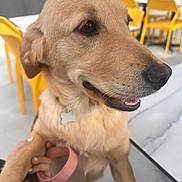 Bella joined the competition — help win amazing prizes! dog, golden_retriever, leash, indoor, yellow_chair, pet, animal, happy, smiling, fur, canine, collar, table, hand, modern, bright, friendly, closeup, looking_away, tongue