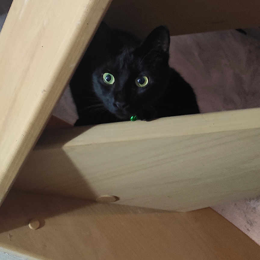 Sus participe au concours pour gagner de l'argent avec cette photo : animal, bed, blackcat, bookcase, box, cabinet, cat, closet, crate, cupboard, drawer, furniture, hardwood, indoors, kitten, manx, pet, plywood, shelf, wood