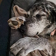 Baghera participe au concours pour gagner de l'argent avec cette photo : dog, sleeping, paw, close_up, blanket, cozy, resting, fur, pet, animal, domestic_animal, canine, relaxation, indoors, cute, napping, snout, soft, peaceful, companion