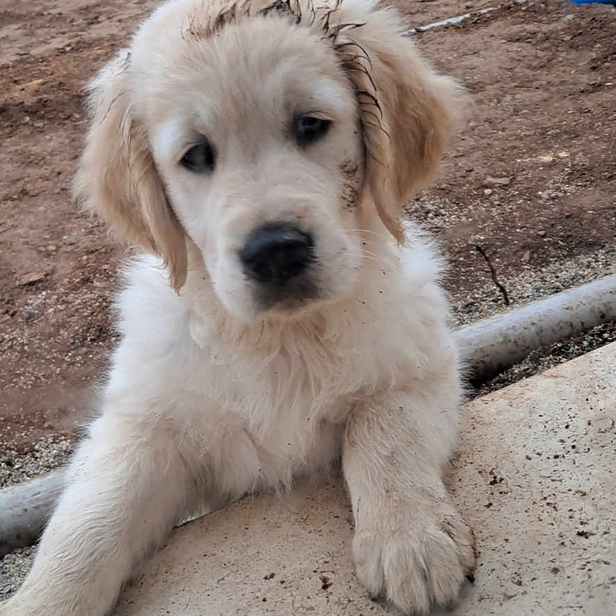 Alvyn a rejoint le concours — aidez-le/la à gagner de superbes lots ! animal, closeup, concrete, curious, dirt, dirty, dog, excavation, fluffy, golden_retriever, grass, ledges, mud, nature, outdoor, pet, portrait, puppy, yard, young