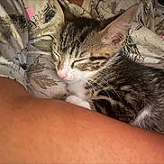 Autumn is registered to the contest to win money with this photo: arm, cat, closeup, comfort, cozy, cute, fur, human, indoor, kitten, nap, patterned_clothing, person, pet, pink_nose, resting, sleeping, tabby, warm, whiskers