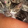 arm, cat, closeup, comfort, cozy, cute, fur, human, indoor, kitten, nap, patterned_clothing, person, pet, pink_nose, resting, sleeping, tabby, warm, whiskers