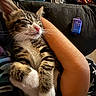 Autumn is registered to the contest to win money with this photo: animal, arm, cat, closeup, comfort, couch, cozy, domestic, feline, fur, human, indoor, kitten, paw, pet, relaxed, resting, sleeping, tabby, whiskers