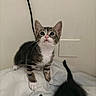 alert, animal, black_and_white, cable, cat, curious, cute, fur, indoor, kitten, paw, pet, playful, soft_surface, tabby, tail, wall, whiskers, white_background, young_animal