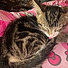Autumn joined the competition — help win amazing prizes! animal, bell, cat, closeup, collar, cozy, cute, feline, fur, indoor, kitten, pattern, pet, pink_blanket, relaxed, resting, sleeping, soft, tabby, whiskers