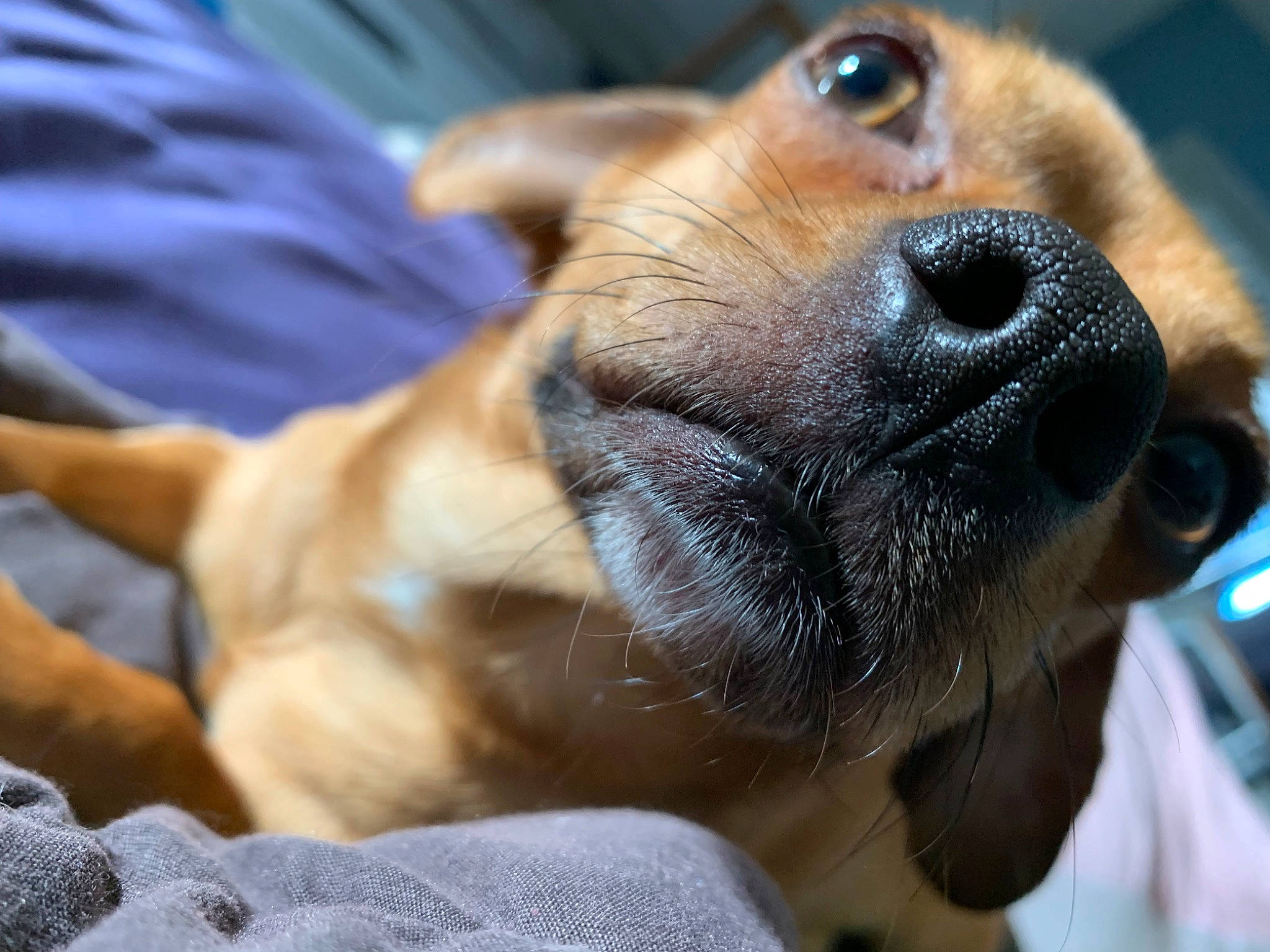 Paco a rejoint le concours — aidez-le/la à gagner de superbes lots ! canidae, carnivore, close_up, collar, companion_dog, dog, dog_breed, ear, fawn, fur, guard_dog, hound, hunting_dog, liver, paw, sporting_group, street_dog, whiskers, working_animal, working_dog