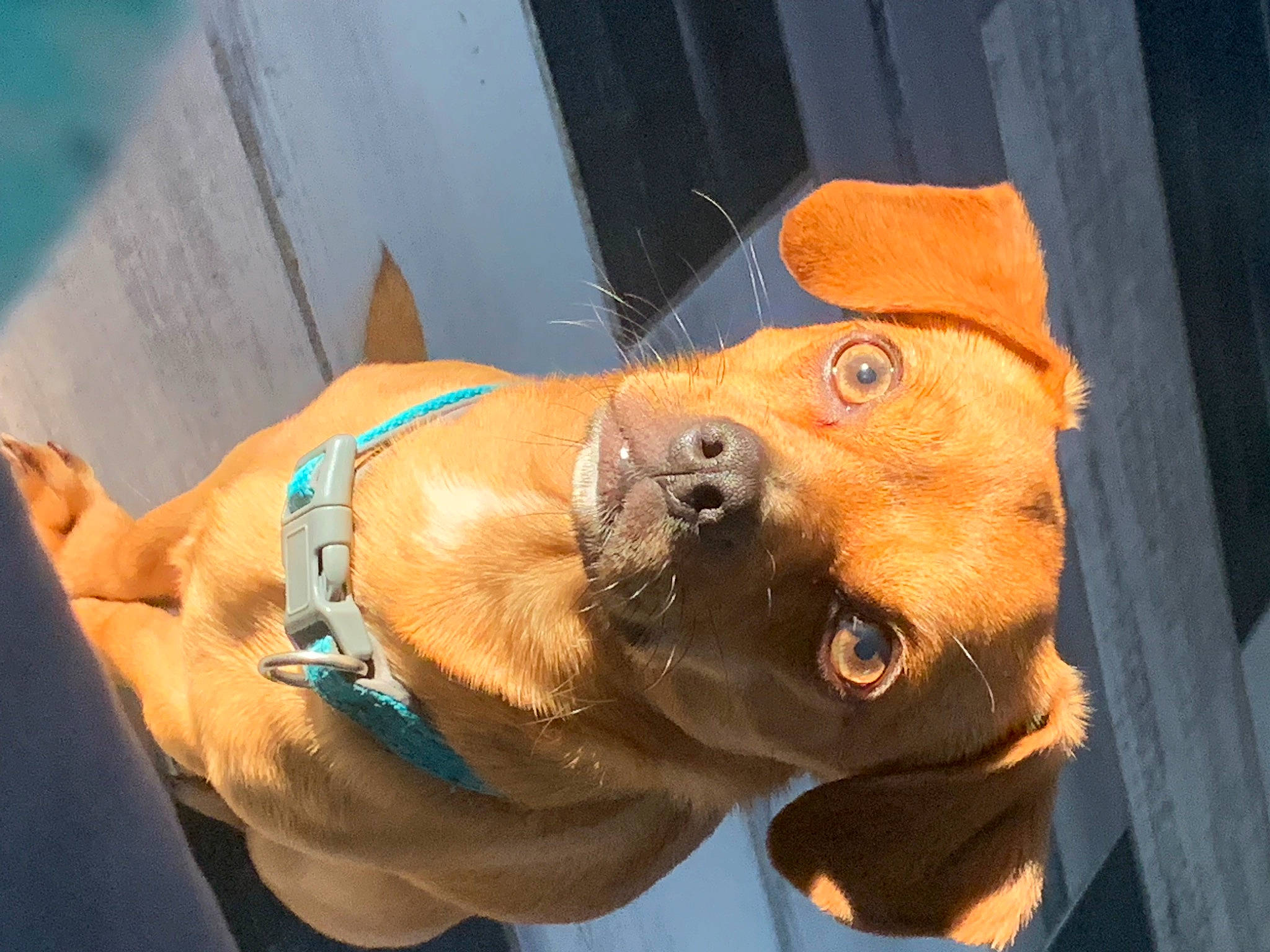 Paco a rejoint le concours — aidez-le/la à gagner de superbes lots ! canidae, carnivore, chest, collar, companion_dog, dog, dog_breed, dog_collar, fawn, fur, jaw, leash, liver, navel, pet_supply, snout, sporting_group, whiskers, working_animal, wrinkle