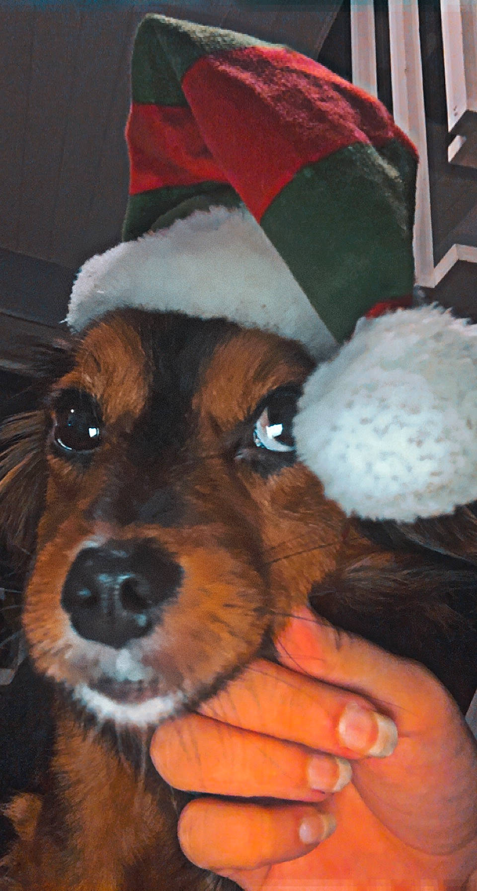 Nounours a rejoint le concours — aidez-le/la à gagner de superbes lots ! canidae, carnivore, christmas, christmas_eve, christmas_ornament, companion_dog, costume_hat, dog, dog_breed, dog_clothes, dog_supply, event, fawn, fur, hat, holiday, santa_claus, snout, toy_dog, working_animal