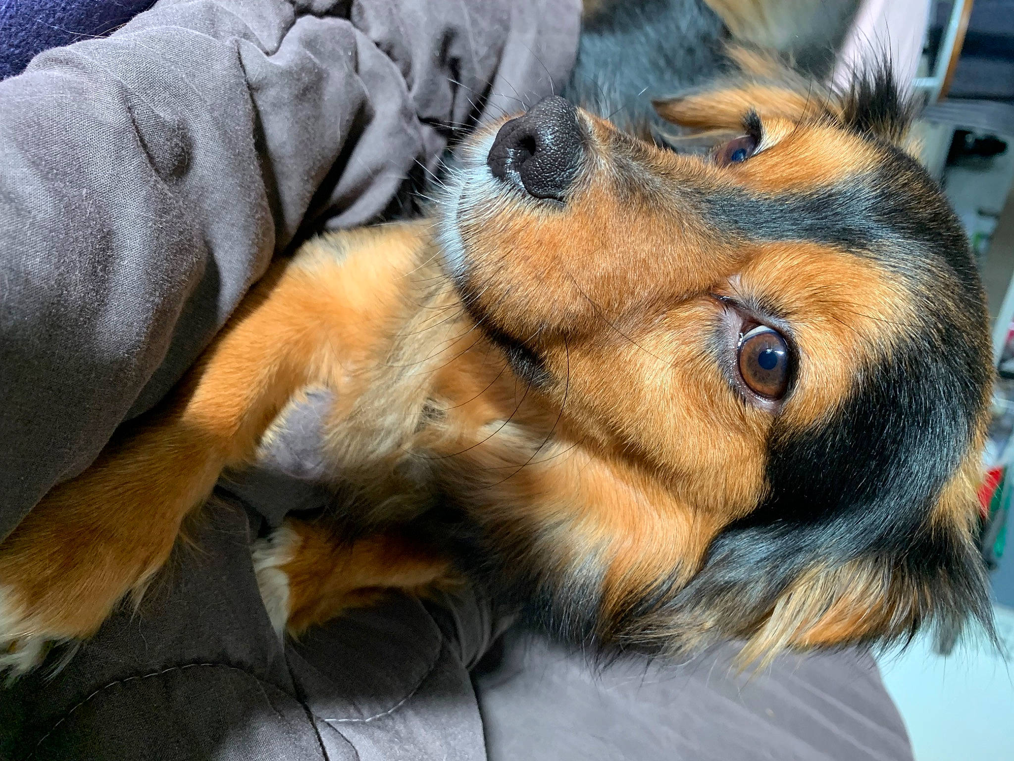 Nounours participe au concours pour gagner de l'argent avec cette photo : canidae, carnivore, claw, companion_dog, dog, dog_breed, ear, fawn, fur, guard_dog, liver, paw, puppy, snout, sporting_group, terrestrial_animal, toy_dog, whiskers, working_animal, working_dog