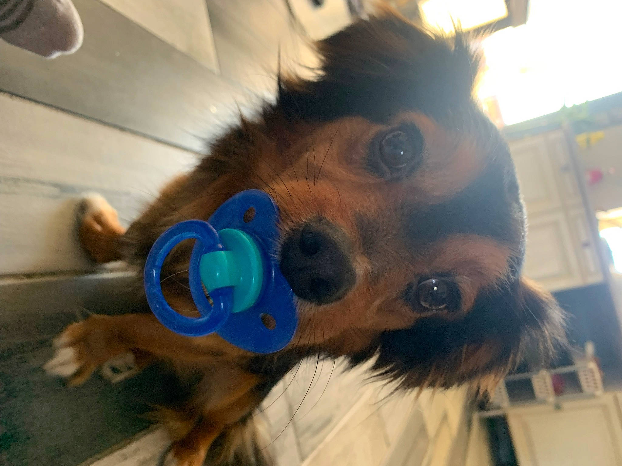 Nounours participe au concours pour gagner de l'argent avec cette photo : carnivore, collar, companion_dog, dog, dog_breed, dog_clothes, dog_supply, ear, electric_blue, eyewear, fawn, fur, happy, jaw, selfie, snout, sporting_group, sunglasses, toy_dog, working_animal