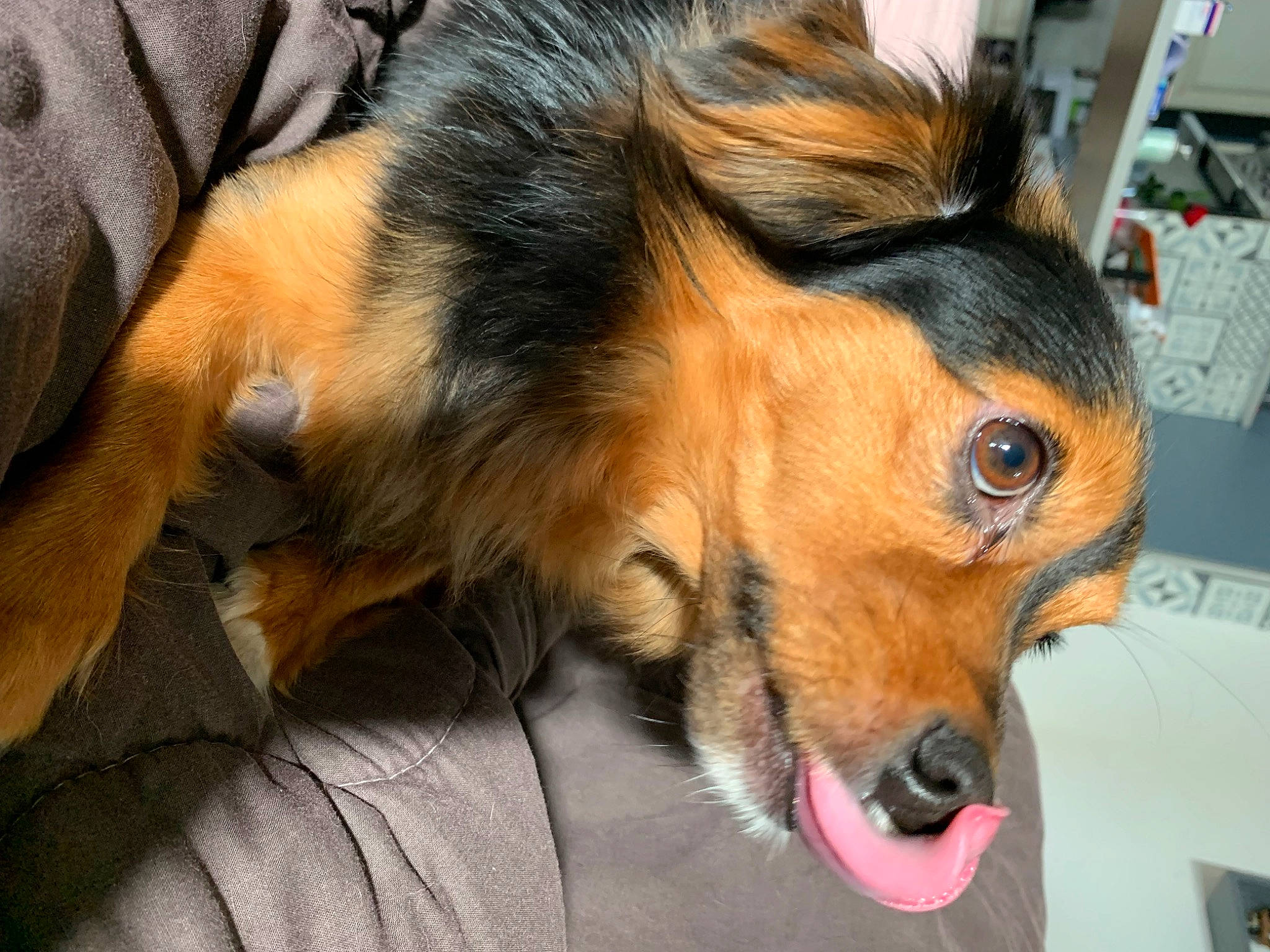 Nounours participe au concours pour gagner de l'argent avec cette photo : canidae, carnivore, claw, comfort, companion_dog, dog, dog_breed, ear, fawn, fur, human_leg, liver, paw, snout, sporting_group, tail, terrestrial_animal, whiskers, working_animal, working_dog