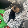 Frankie is registered to the contest to win money with this photo: dog, blanket, car_interior, seat, fur, pet, cozy, snug, curious, small_dog, pattern, green, gray, black, brown, collar, window, comfort, indoor, portrait