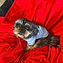 Frankie is registered to the contest to win money with this photo: dog, small_dog, pet, animal, red_blanket, clothing, cute, fluffy, sitting, indoor, cozy, curious, portrait, fur, companion, friendly, relaxed, domestic_animal, looking_up, canine
